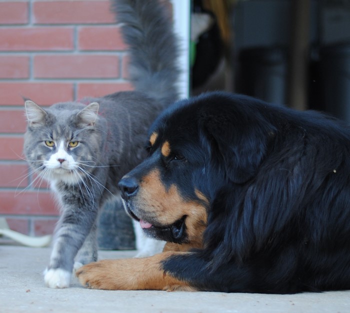 Gray cat and Tibetan Mastiff dog