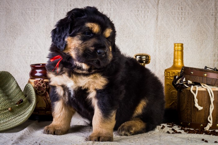 Tibetan Mastiff Puppy with Red Ribbon