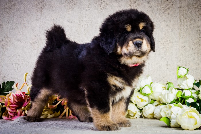 Tibetan Mastiff Puppy with Flowers