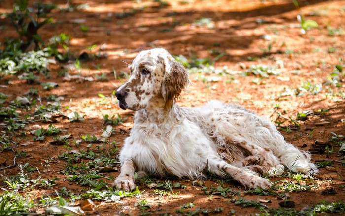 English Setter dog lying on the ground