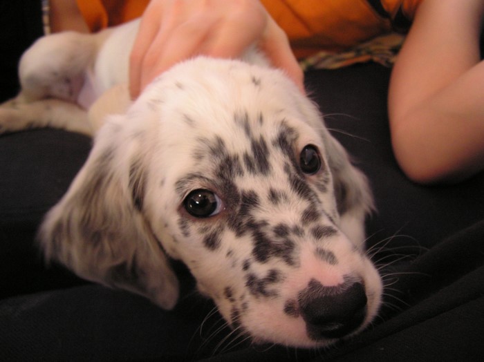 English Setter puppy with black spots