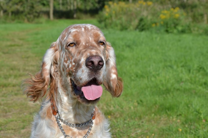 English Setter Dog in Grass
