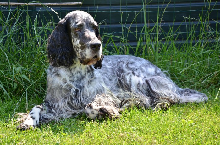 English Setter dog lying on grass