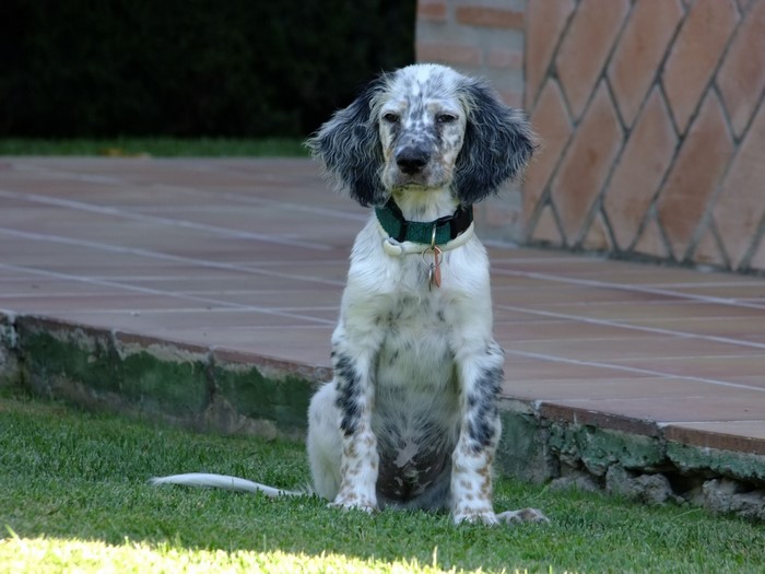 English Setter dog sitting on grass