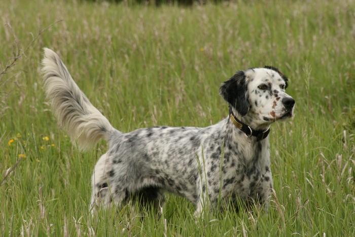 English Setter dog in tall grass