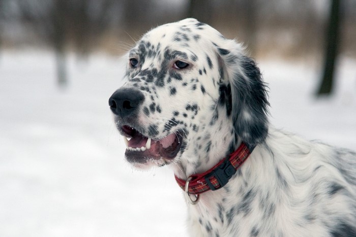 English Setter dog in the snow