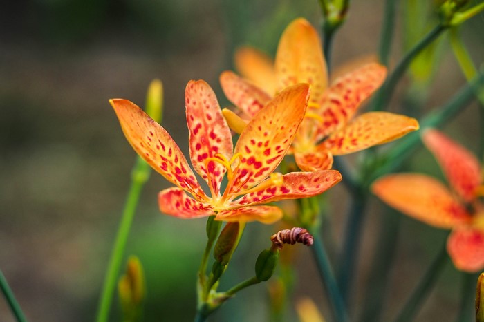 Close-up of orange flowers with red spots