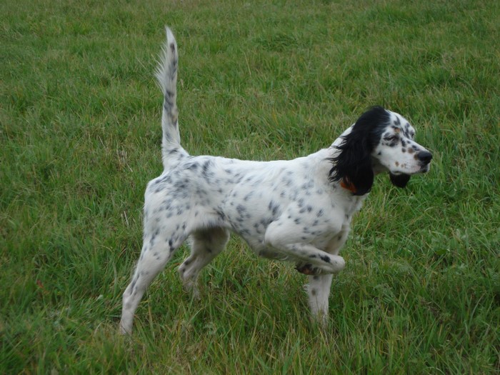 English Setter dog standing in a grassy field