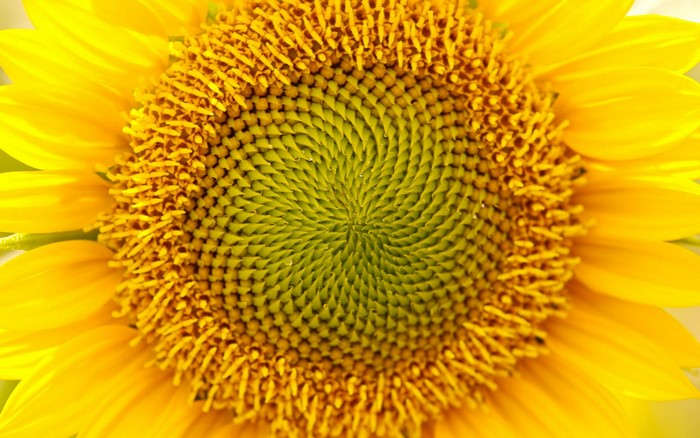 Close-up of a bright yellow sunflower