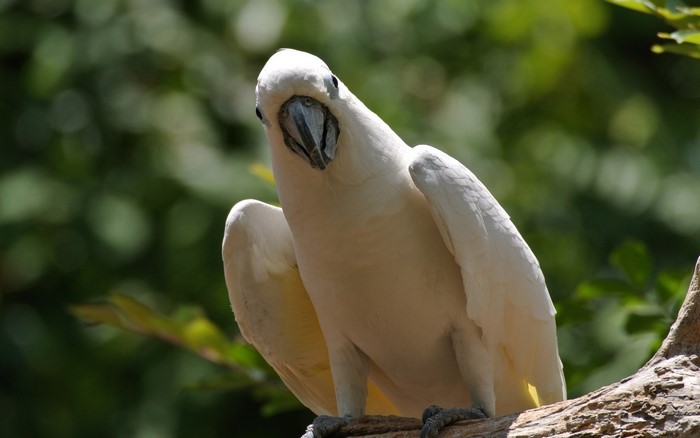 White cockatoo perched on a branch