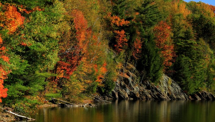 Autumn forest on a rocky shore by the water