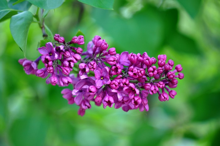 Purple Lilac Flowers on a Branch