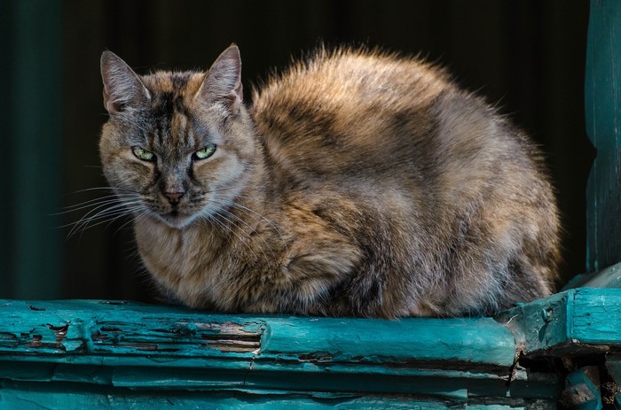 A tortoiseshell cat with green eyes sits on a weathered teal surface.