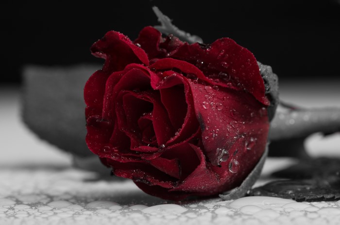 Red rose with water drops