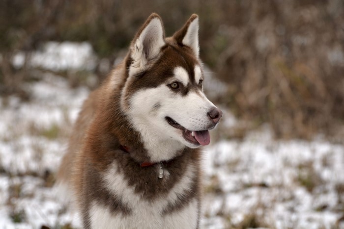 Brown and white husky dog in winter