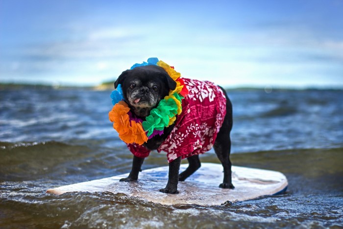 Black pug wearing a Hawaiian shirt and lei on a surfboard