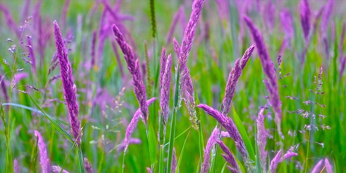 Purple grass stalks in a field