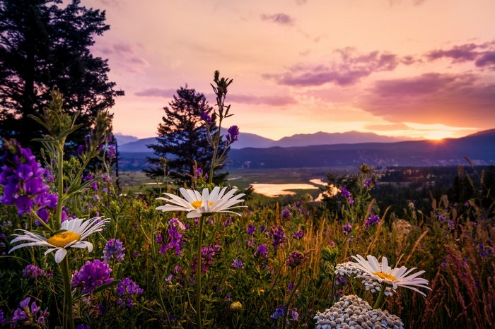 Wildflowers and mountains at sunset