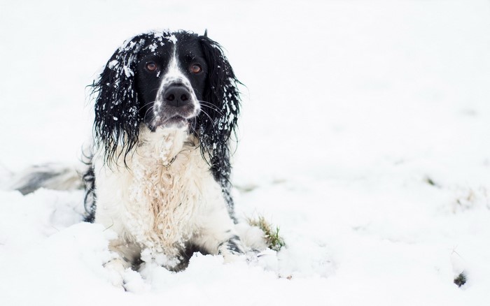 English Springer Spaniel lying in the snow