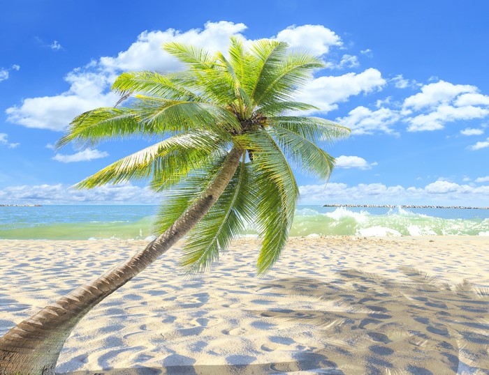 Palm Tree on a Sandy Beach with Ocean and Clouds