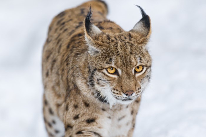 Lynx with tufted ears in the snow