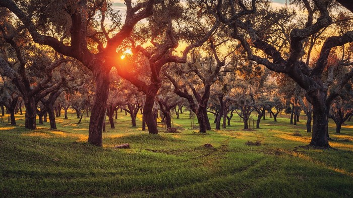 Sun setting through trees in a garden in Portugal