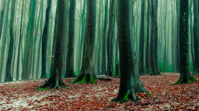 Forest floor covered in autumn leaves with tall trees