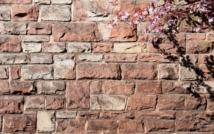 Stone wall with pink blossoms and shadows