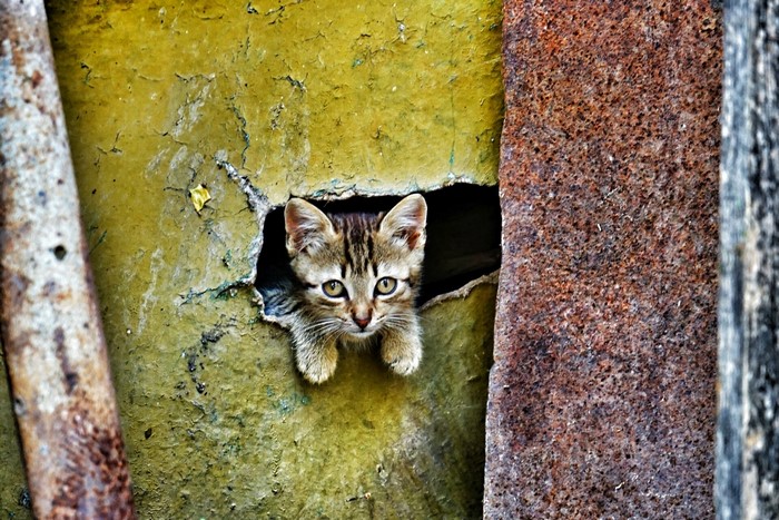 Kitten peeking through a hole in a wall