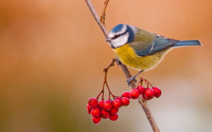 Blue Tit on a branch with red berries