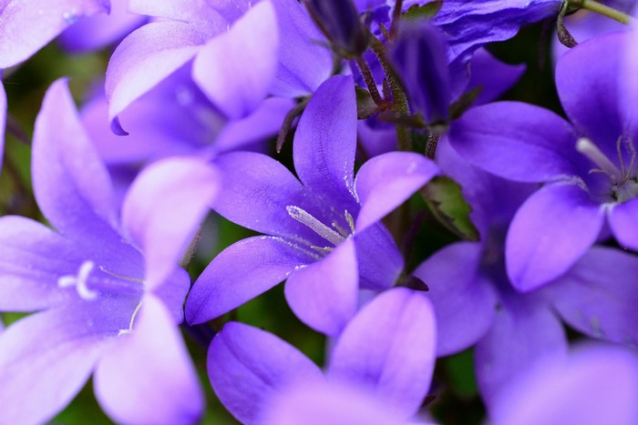 Close-up of purple Campanula flowers