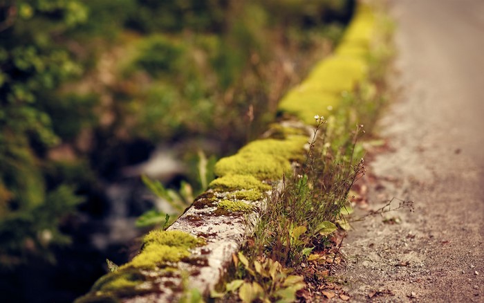 Mossy stone wall with plants and a path