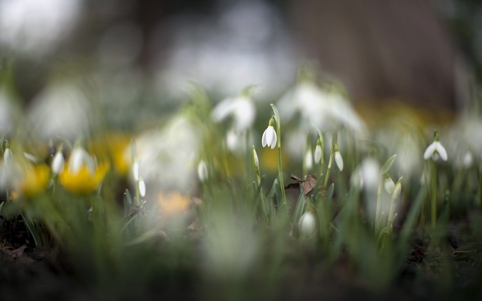 Snowdrops and yellow flowers in a garden