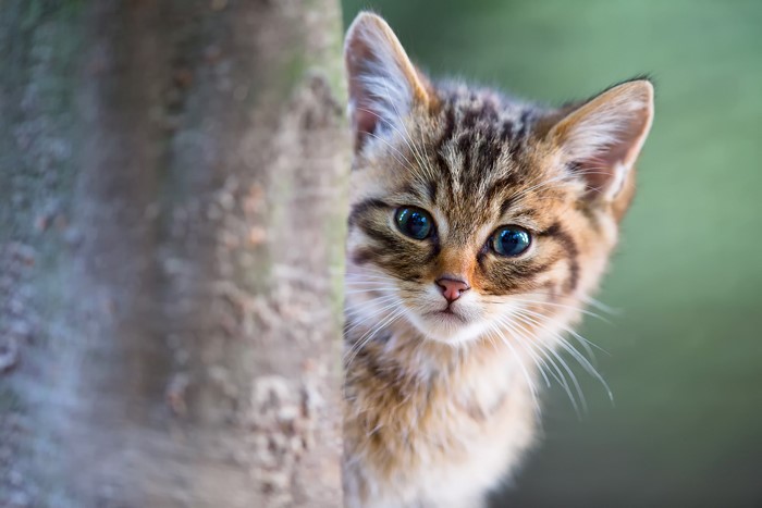 Kitten peeking from behind a tree