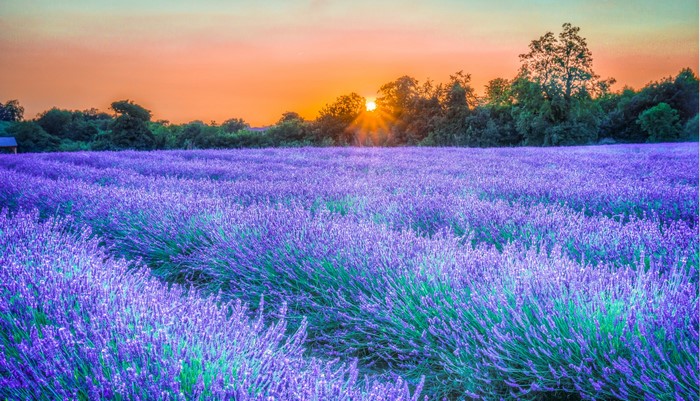 Lavender field at sunset with sun rays