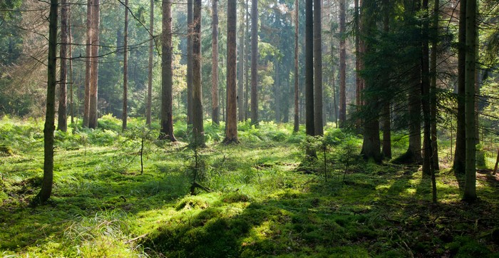Forest with tall trees and green mossy ground