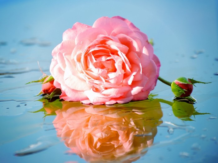 Pink rose and buds reflected on water