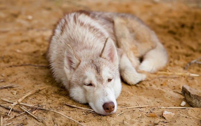 Husky dog sleeping on the sand