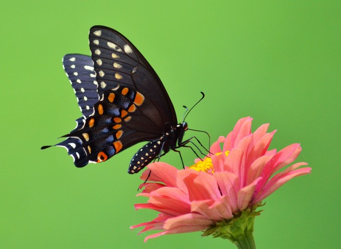 Black Swallowtail butterfly on a pink zinnia flower