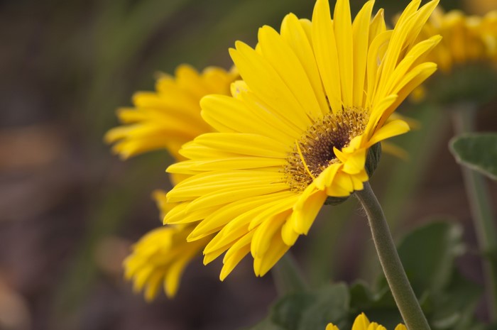Yellow Gerbera Daisies in Close-up