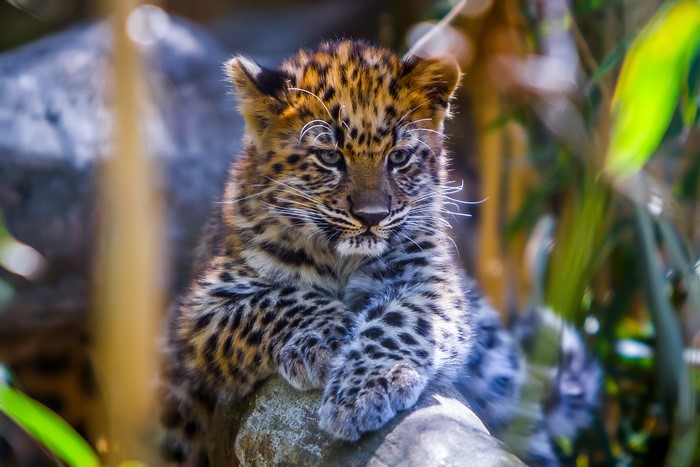 Leopard Cub Resting on a Rock