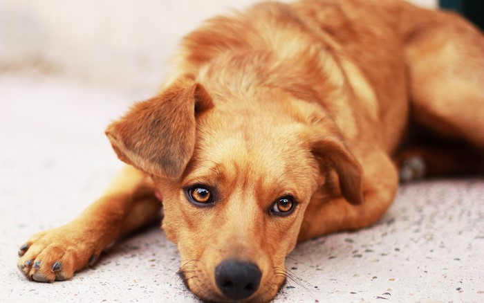Brown dog lying down and looking at the camera