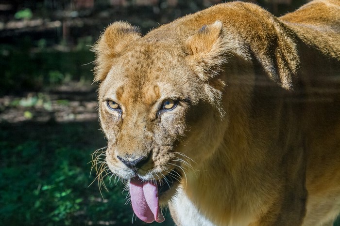 Lioness with tongue out in sunlight