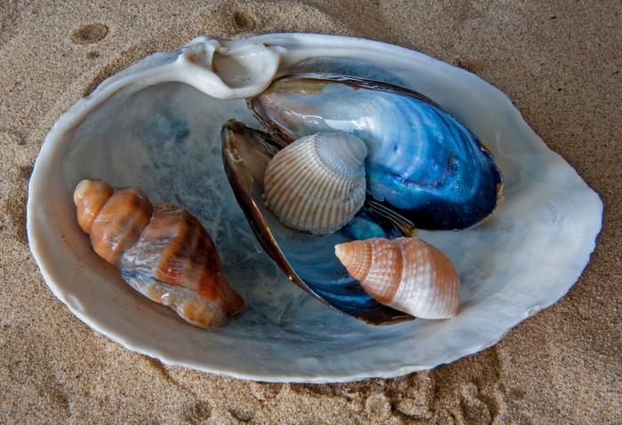 Seashells in a large shell on sand