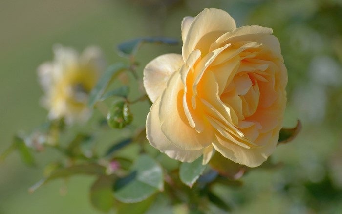 Yellow rose in bloom with green foliage