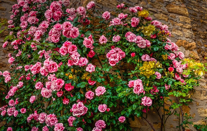 Many pink and yellow roses on a stone wall