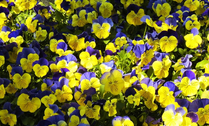 Vibrant Yellow and Purple Pansy Flowers Close-Up