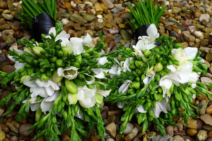 Two white freesia bouquets with green buds on pebbles