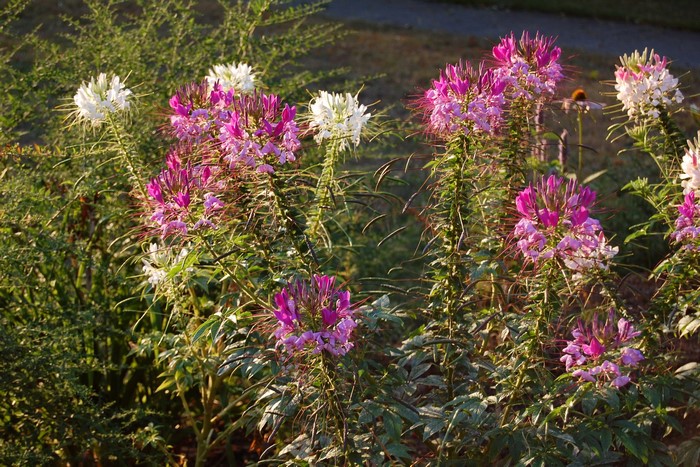 Cleome flowers in a garden