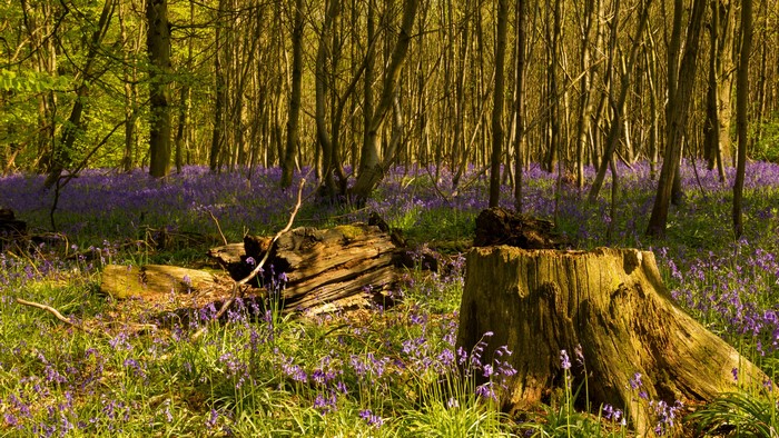 Forest floor covered in bluebells with fallen logs and tree stumps